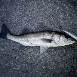 フッコ（マルスズキ）