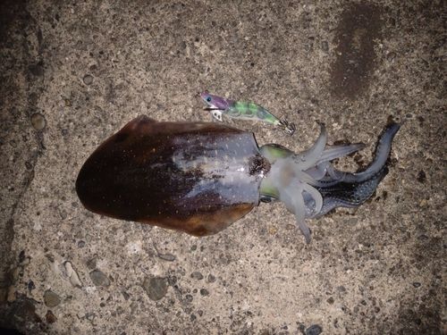 アオリイカの釣果