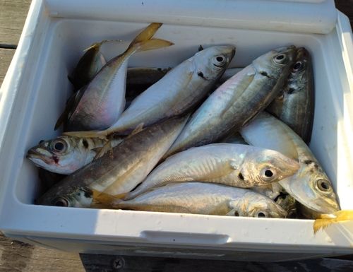 アジの釣果