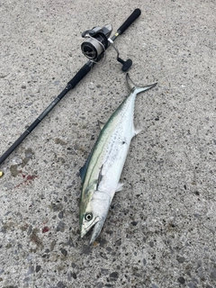 サゴシの釣果