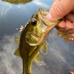 ラージマウスバス