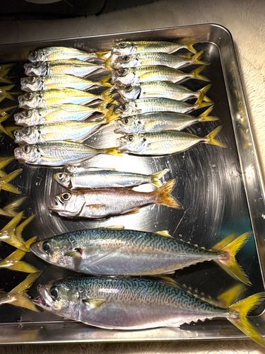 サバの釣果