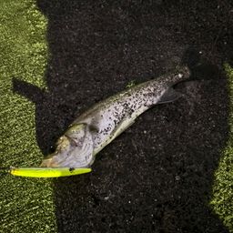 フッコ（マルスズキ）