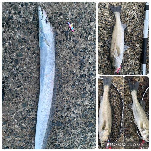 タチウオの釣果