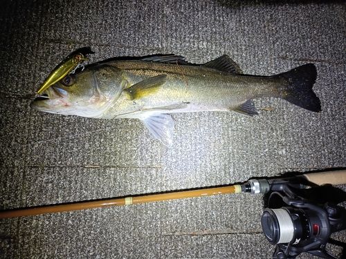 シーバスの釣果