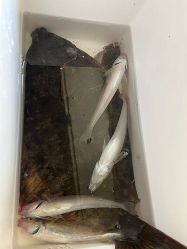 東京湾（アクアライン〜富津）