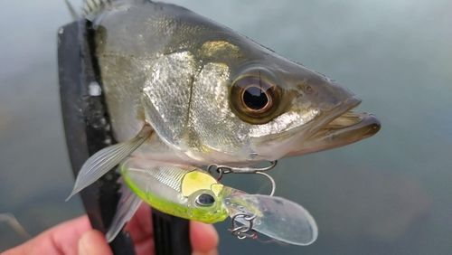 セイゴ（マルスズキ）の釣果