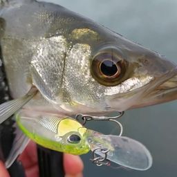 セイゴ（マルスズキ）