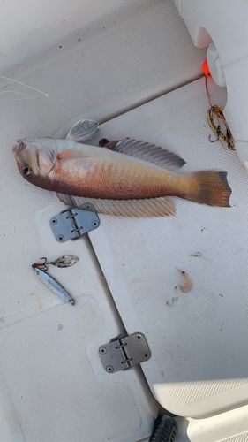 シロアマダイの釣果