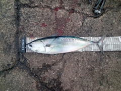 ソウダガツオの釣果