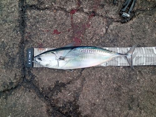 ソウダガツオの釣果