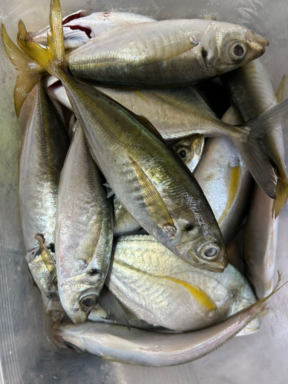 クマササハナムロ