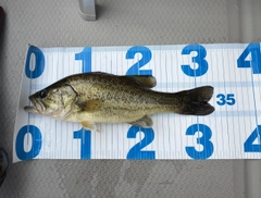 ブラックバスの釣果