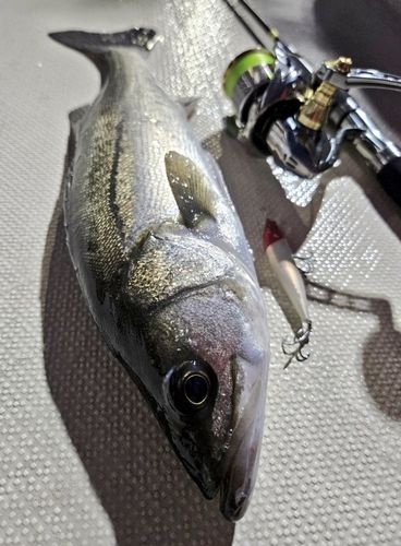 シーバスの釣果