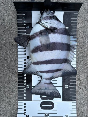 イシダイの釣果