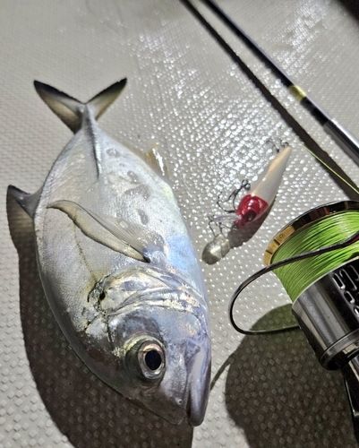 ギンガメアジの釣果