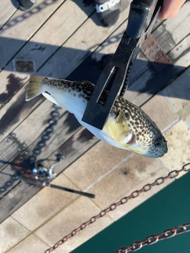 クサフグの釣果