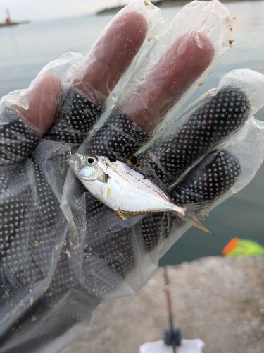 ヒイラギの釣果