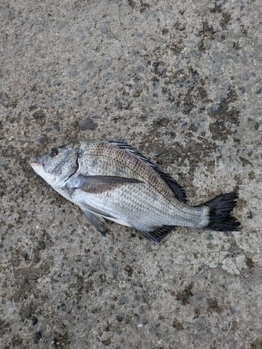 ヒイラギの釣果