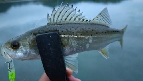 タイリクスズキの釣果