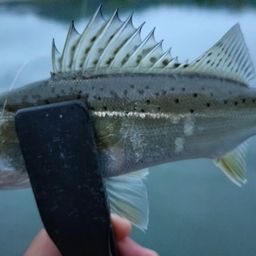 タイリクスズキ