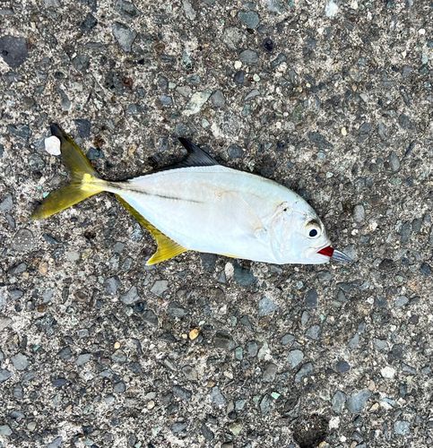 ギンガメアジの釣果