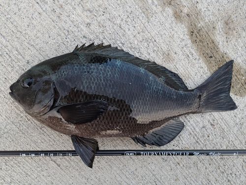 南芦屋浜ベランダ