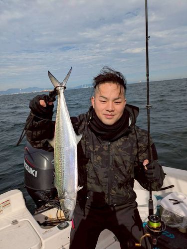 サゴシの釣果