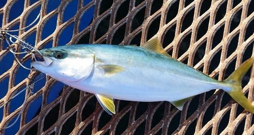 本牧海づり施設