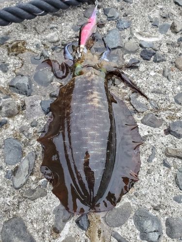 アオリイカの釣果
