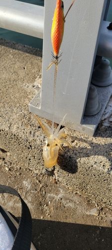 ヒイカの釣果