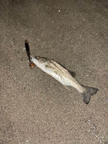 セイゴ（タイリクスズキ）の釣果