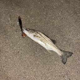 セイゴ（タイリクスズキ）