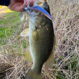 スモールマウスバス