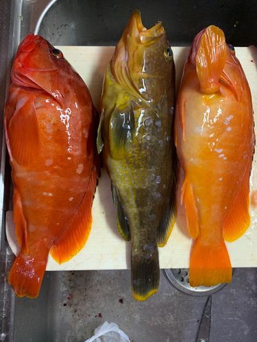 アカハタの釣果