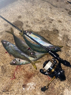 マアジの釣果