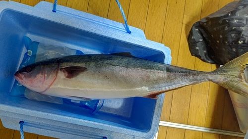 ワラサの釣果
