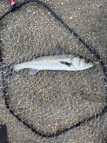 船橋港親水公園