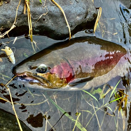 ニジマスの釣果