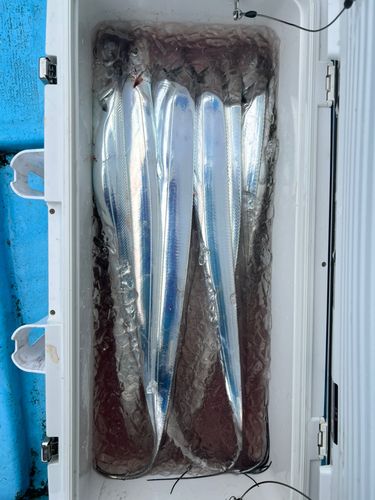 タチウオの釣果