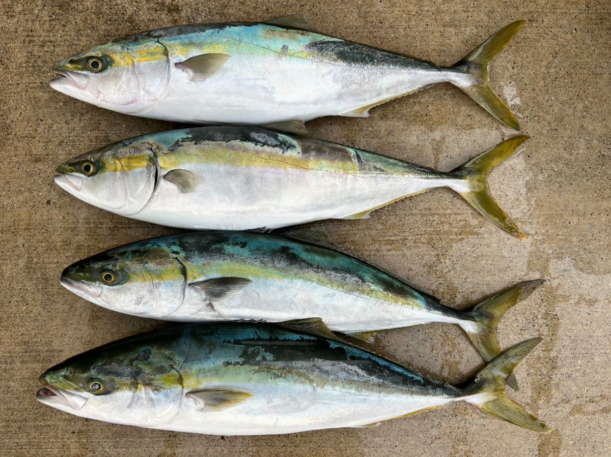 ochanさんの釣果 1枚目の画像