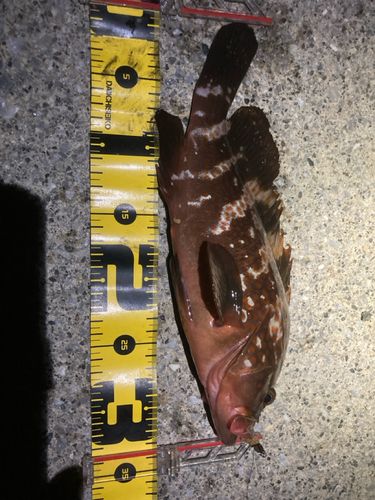 キジハタの釣果