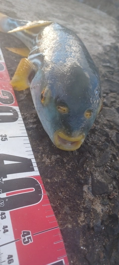 シマフグの釣果