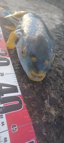 シマフグの釣果