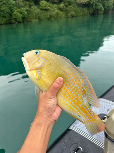 マクブの釣果