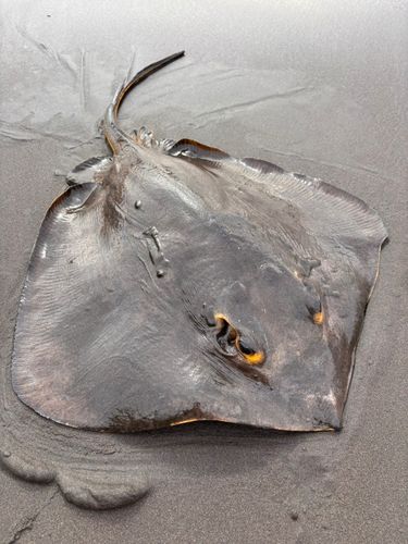 アカエイの釣果