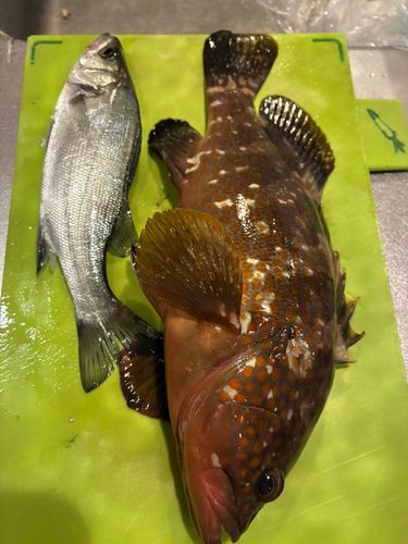 キジハタの釣果