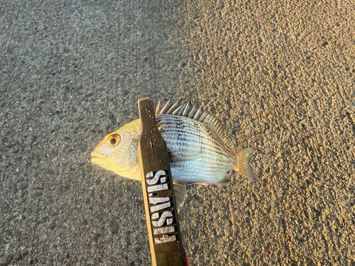 チンチンの釣果