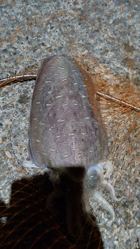 内浦湾（鴨川）