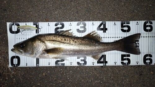 シーバスの釣果